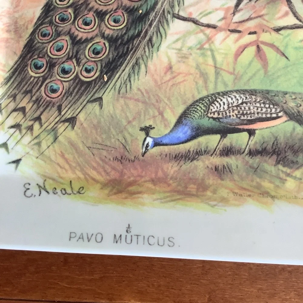 Pottery Barn Peacock Design Melanine Tray